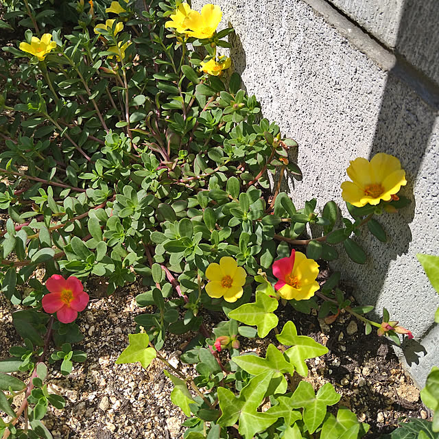 snowさんの実例写真
