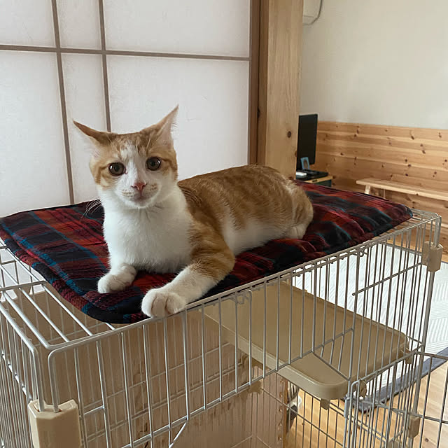 senbei.sakuramochiさんの実例写真