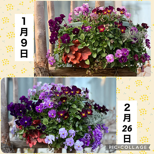 yukarin-gardenさんの実例写真
