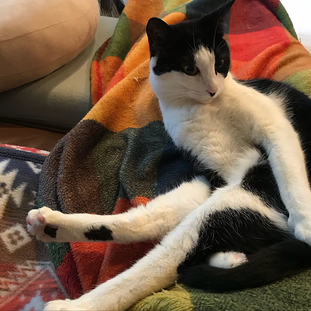 ziziguguさんの実例写真