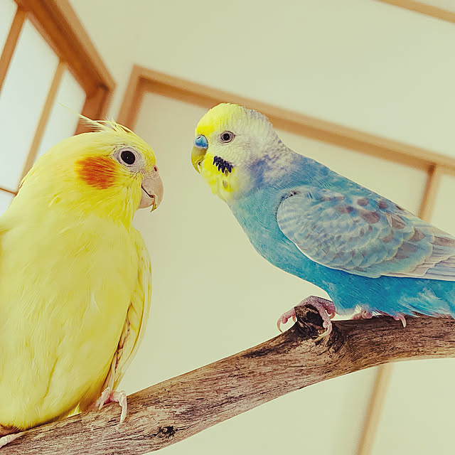インコも暮らす家/インコと暮らす家/流木拾いました/流木アレンジ/流木リメイク...などのインテリア実例 - 2022-08-04 17:41:39