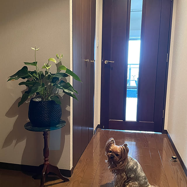 dearyumiさんの実例写真
