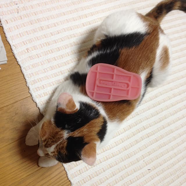 Kinanさんの実例写真