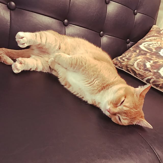 amo69xxさんの実例写真