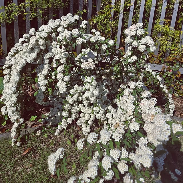 mutyukingさんの実例写真