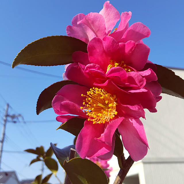 yukinkoさんの実例写真