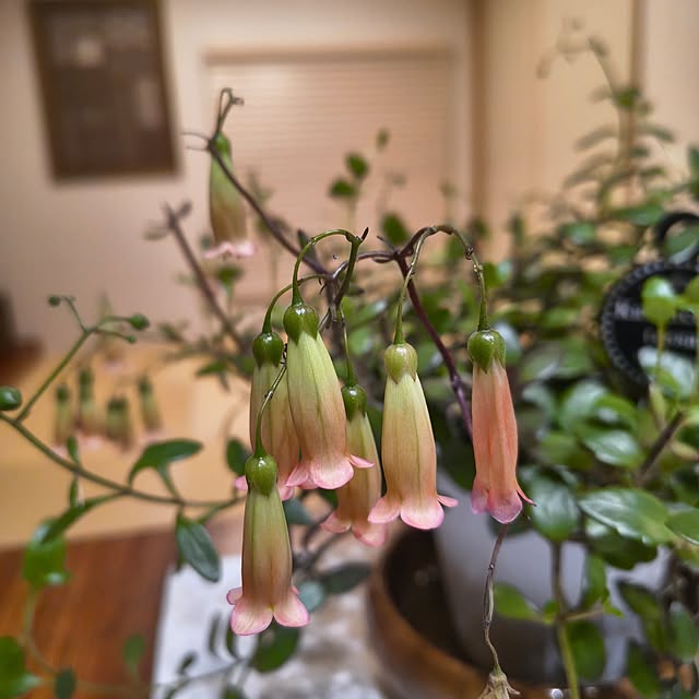 Rubiconさんの部屋