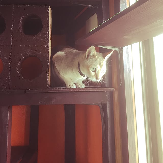 Minetteさんの実例写真