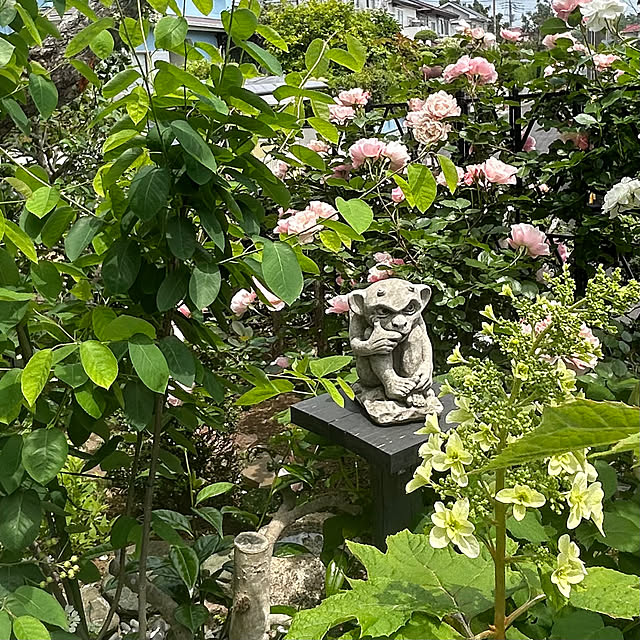 adamoさんの部屋