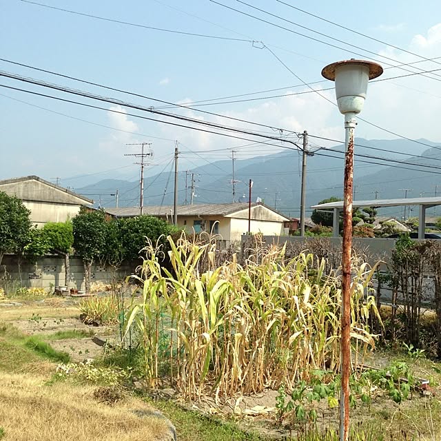 chiriさんの実例写真