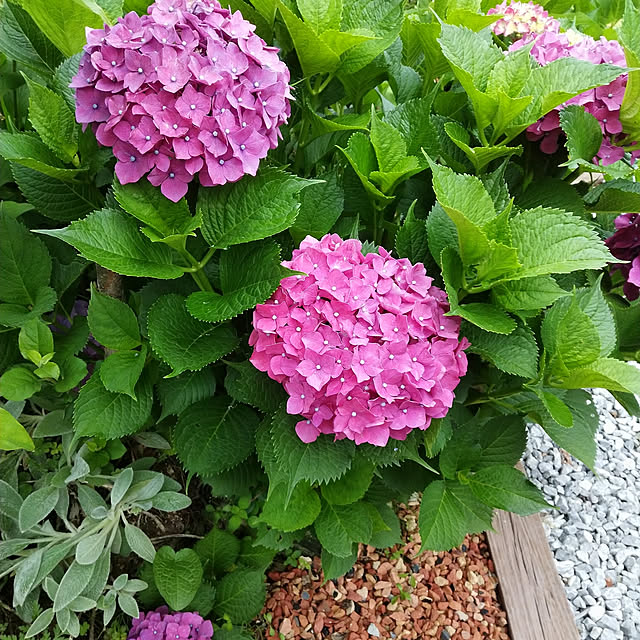 ponhanaさんの実例写真