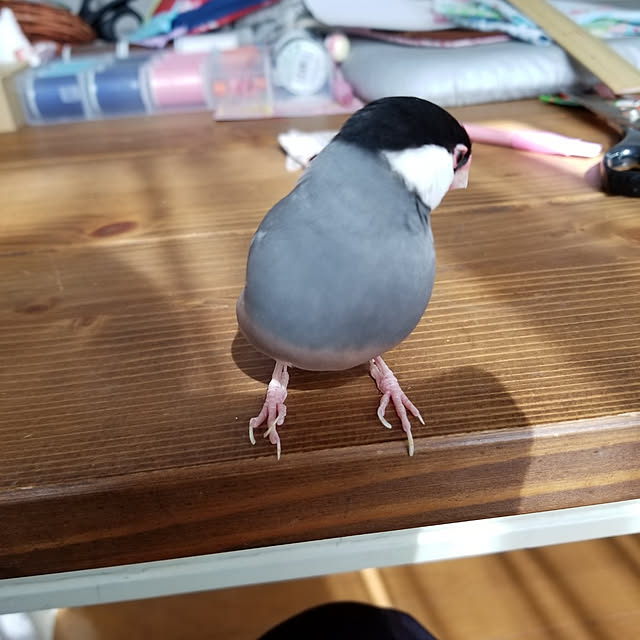 miiさんの実例写真