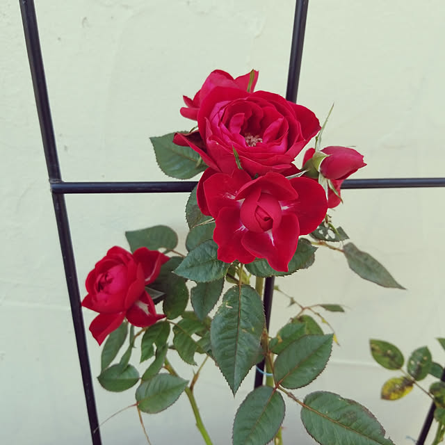 Daiさんの実例写真