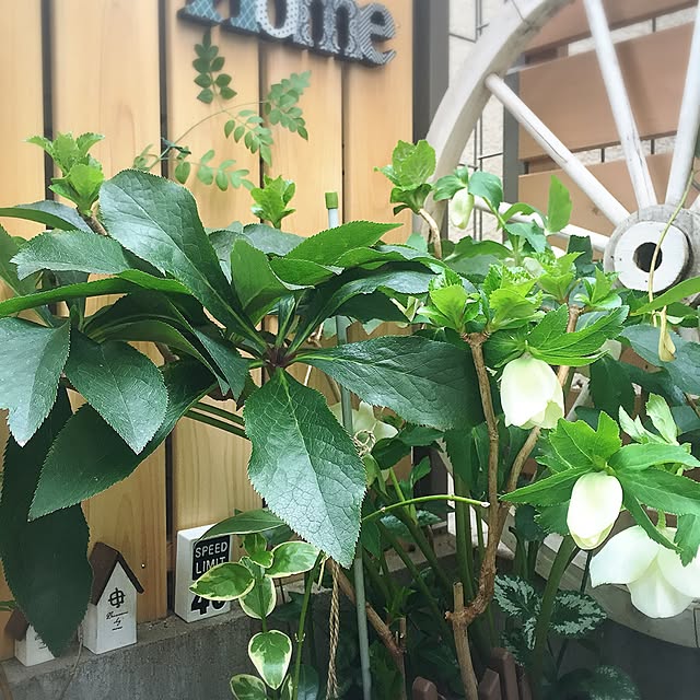 MAKIさんの実例写真