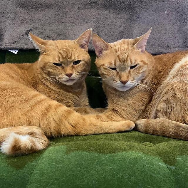 mikeume7さんの実例写真