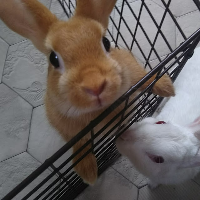 yuppiさんの実例写真