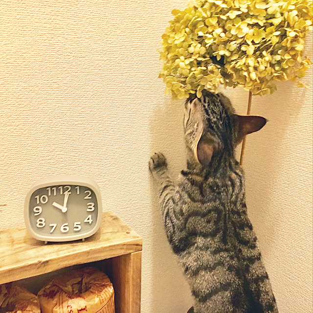 y.roomさんの実例写真