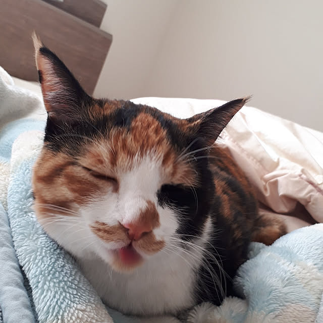 aiさんの実例写真