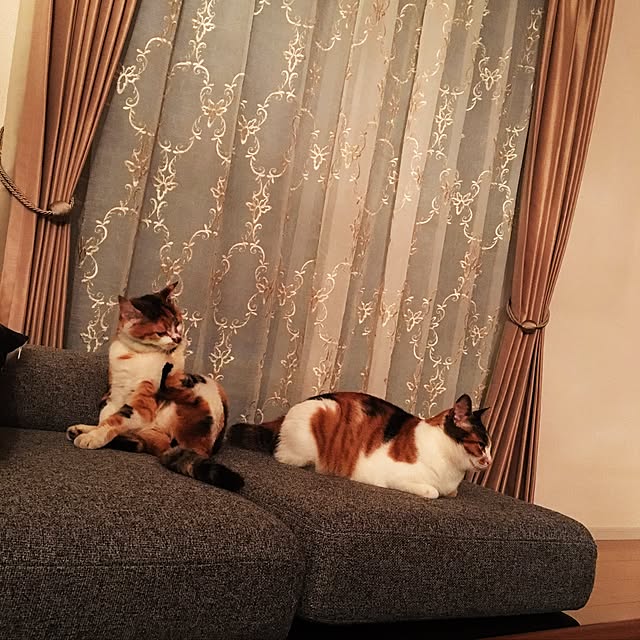 Ayumiさんの実例写真