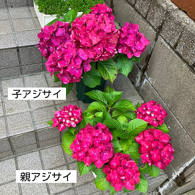 maron915さんの実例写真