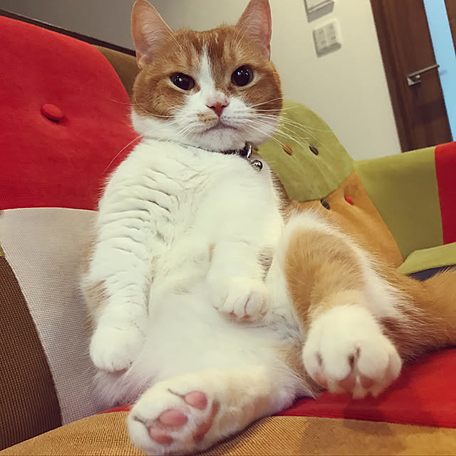 KotarouKunさんの実例写真