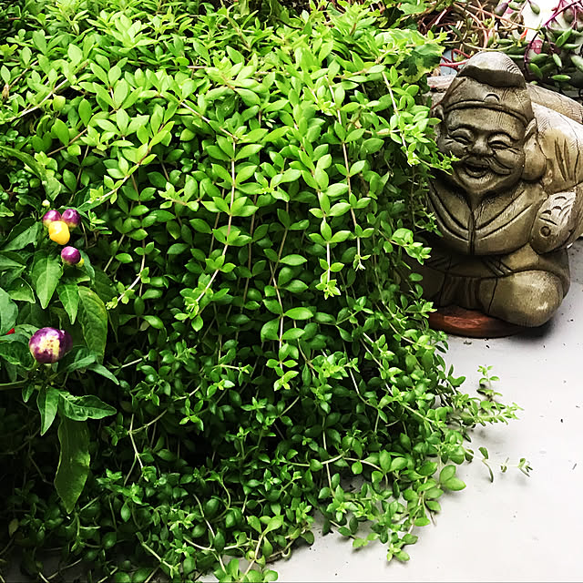 fuyiqian1026さんの実例写真