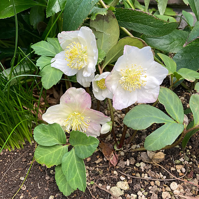 junjunさんの実例写真