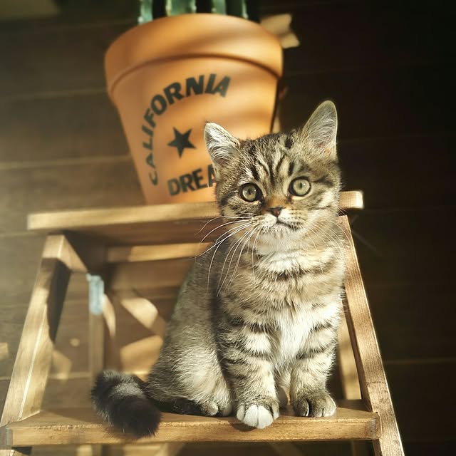orochi0814さんの実例写真