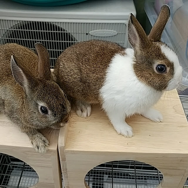 nontenrunさんの実例写真