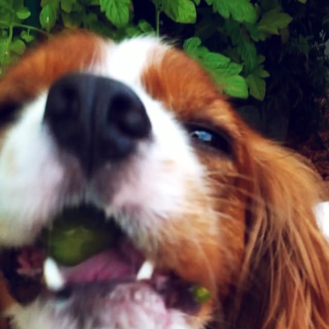 caferodyさんの実例写真