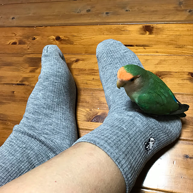 aoinokimiさんの実例写真