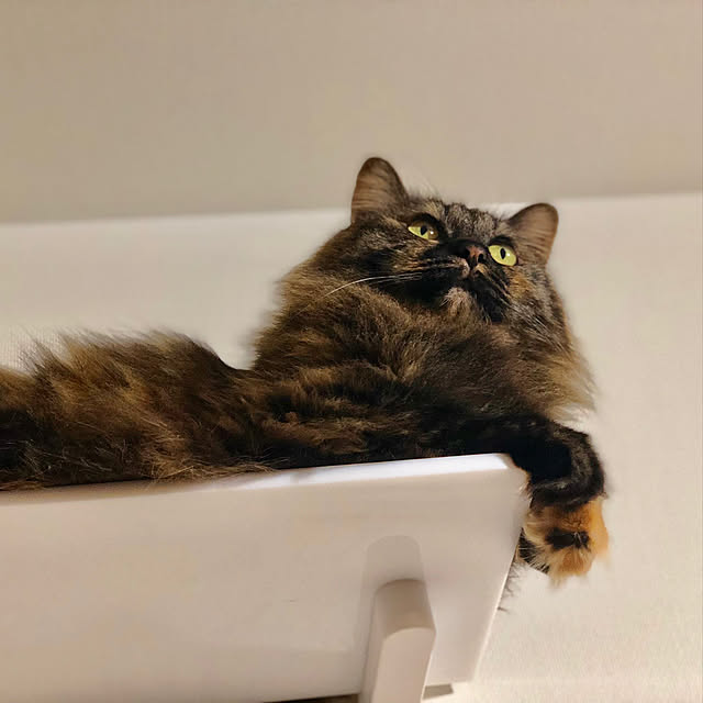 mikomaruさんの実例写真