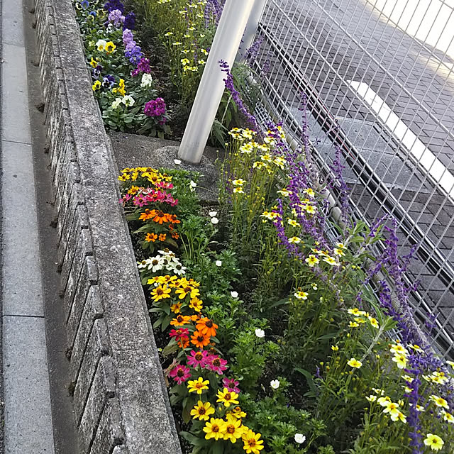 sabaさんの実例写真