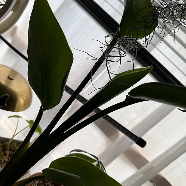 HSP-HSSさんの部屋