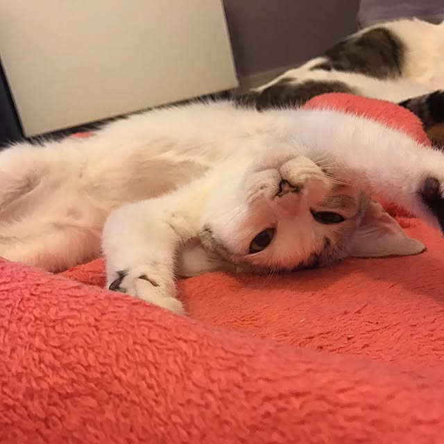 mi-mi-373さんの実例写真