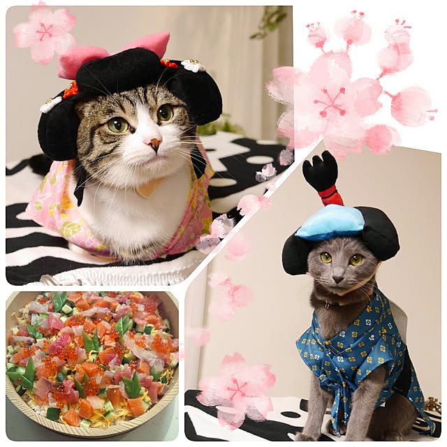 部屋全体/ひな祭り/ねこと暮らす。/コスプレニャンコ/お内裏様と お雛様♪♪...などのインテリア実例 - 2018-03-03 20:37:53