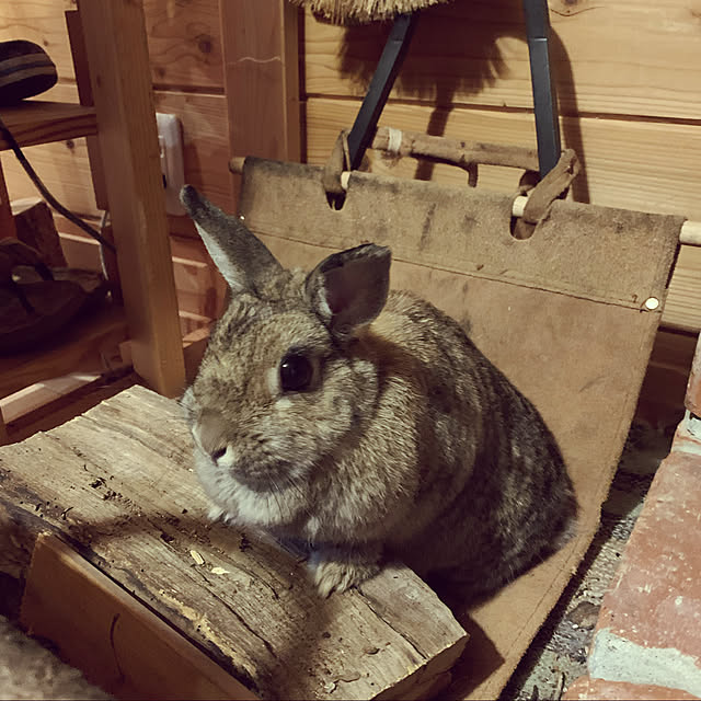 chikoさんの実例写真