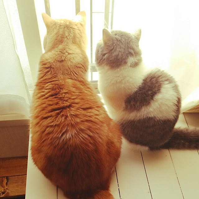 otoさんの実例写真
