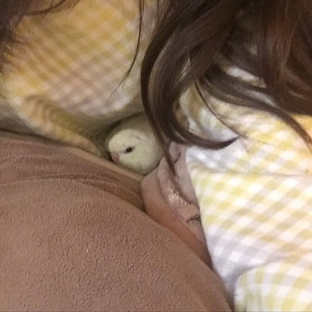 airiさんの実例写真