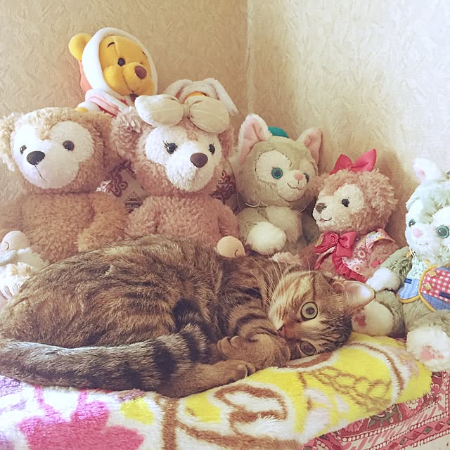 MASAさんの実例写真