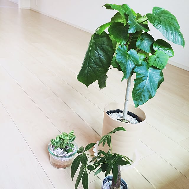rarirureroさんの実例写真