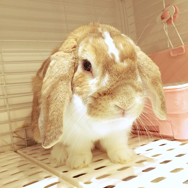 PYON-pyonさんの実例写真