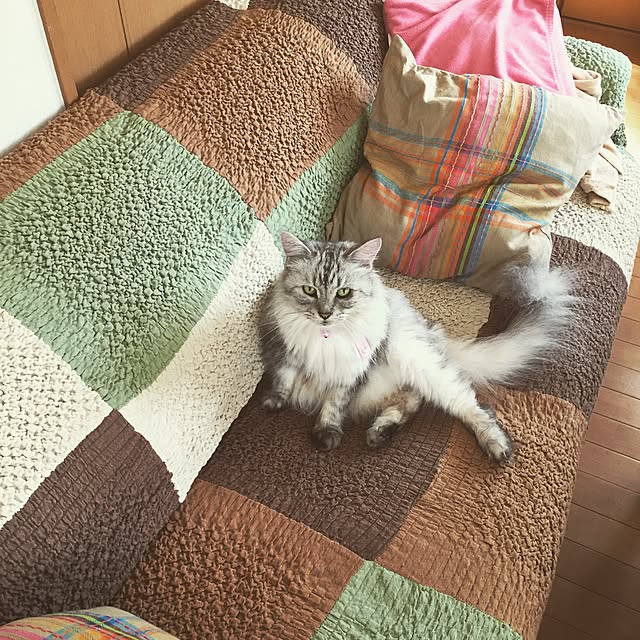リビング/猫のいる生活のインテリア実例 - 2016-10-26 05:55:01