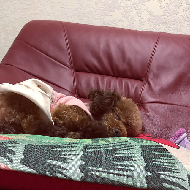 Tiaraさんの実例写真