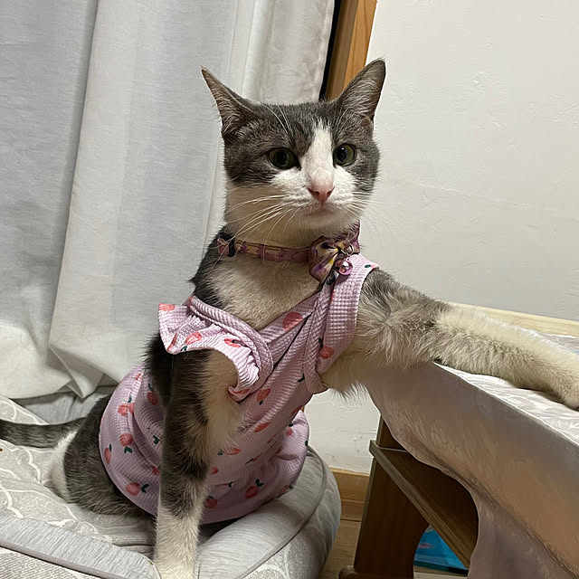 nekosamaさんの実例写真