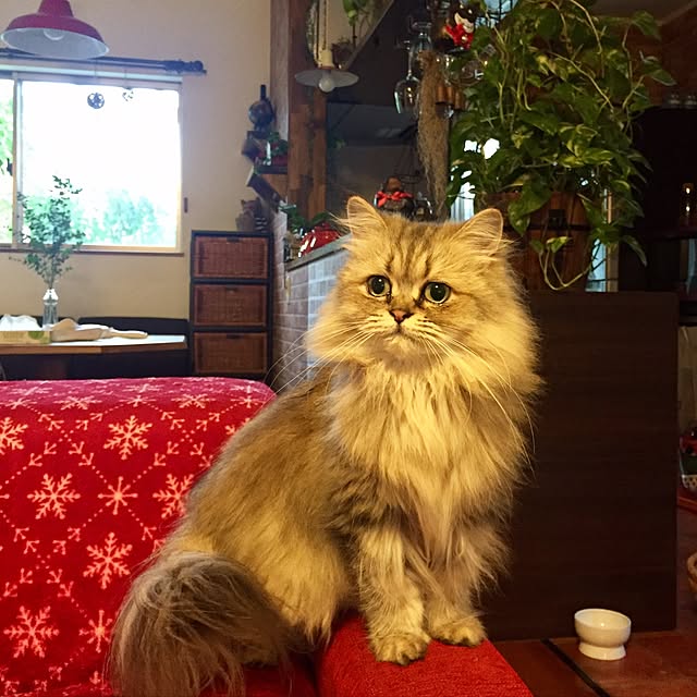 butachanさんの実例写真