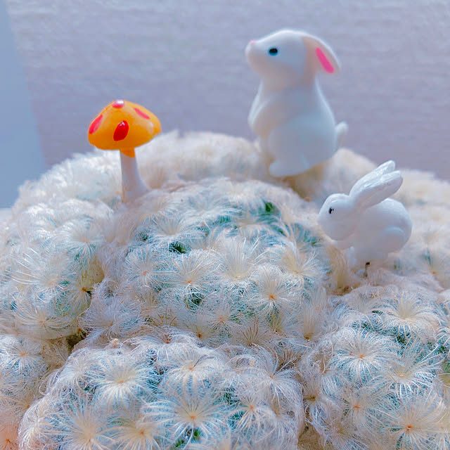 Hanakaさんの部屋
