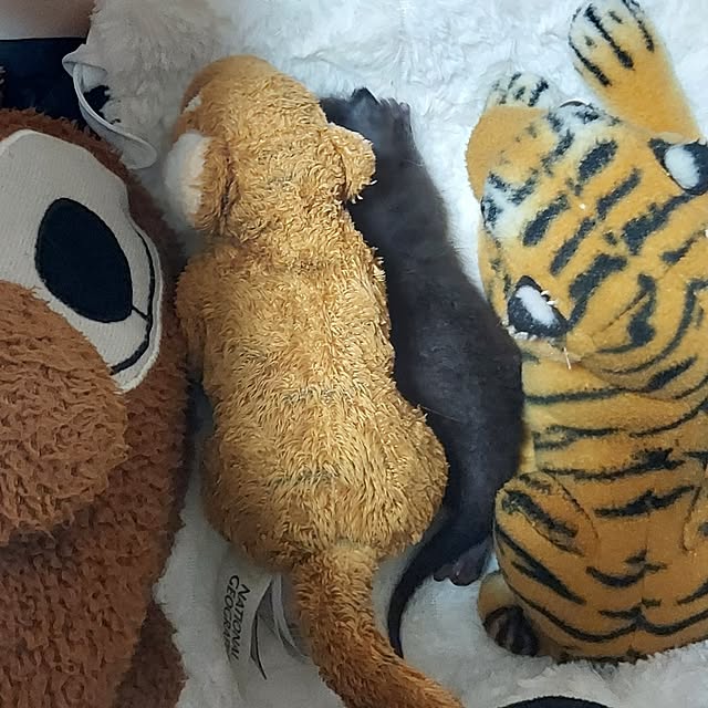 ciiiさんの実例写真