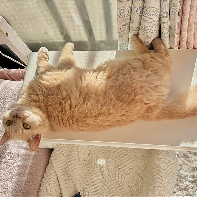 naokoさんの実例写真