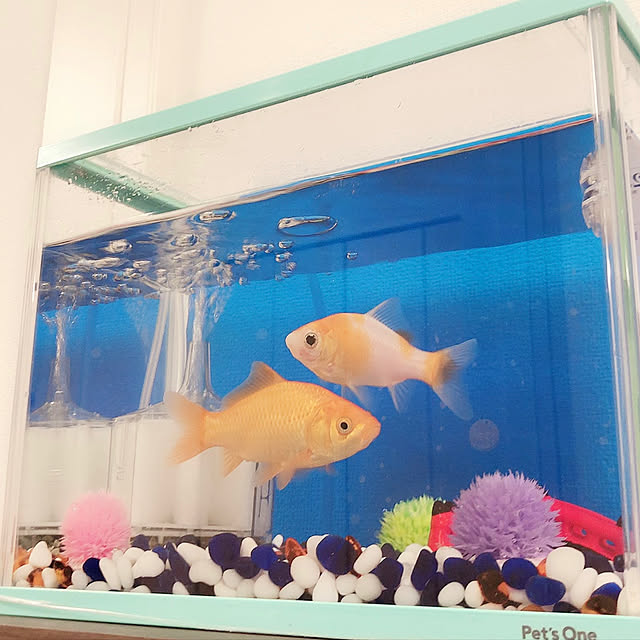 Ruiさんの実例写真